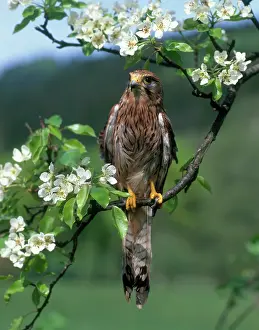Zoological: Common Kestrel