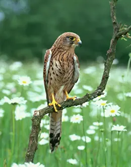 Zoological: Common Kestrel