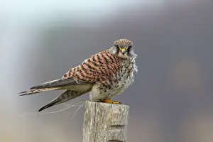 Schouwen: Common Kestrel