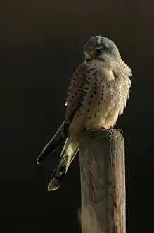 Stake: Common Kestrel