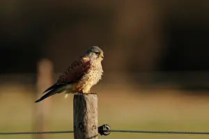 Zeeland: Common Kestrel
