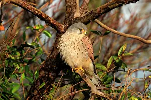 Zeeland: Common Kestrel