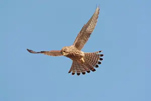Wagejot: Common Kestrel