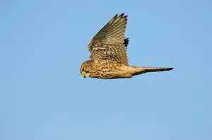 2000: Common Kestrel