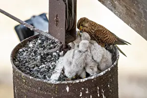 Palatinate: Common kestrel (Falco tinnunculus), adult bird feeding