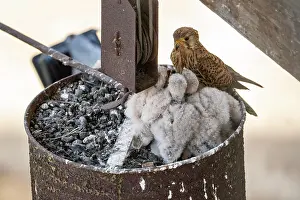 Palatinate: Common kestrel (Falco tinnunculus), adult bird