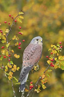 Borders: Common Kestrel (Falco tinnunculus) adult male, perched