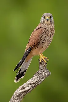 Kestrel: Common kestrel (Falco tinnunculus), adult male
