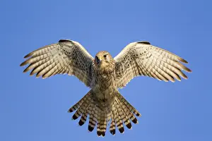 Hovering: Common kestrel (Falco tinnunculus) female hover