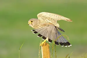 Kestrel: Common kestrel (Falco tinnunculus) grooming its
