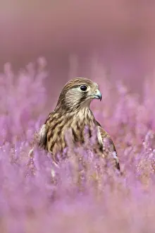 Heide: Common kestrel (Falco tinnunculus) immature, sitting