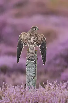 Piling: Common kestrel (Falco tinnunculus) immature, perched