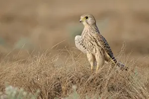 Kestrel: Common Kestrel (Falco tinnunculus), India