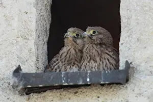 Sibling: Common kestrel (Falco tinnunculus), juveniles