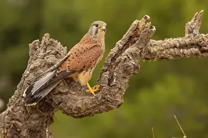 Kestrel: Common kestrel (Falco tinnunculus) male on branch