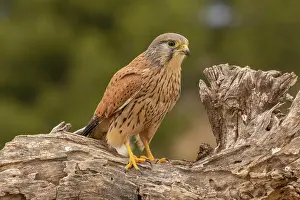 Kestrel: Common kestrel (Falco tinnunculus) male on branch
