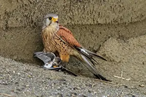 Swallow: Common Kestrel (Falco tinnunculus) male, catchin