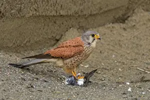 Swallow: Common Kestrel (Falco tinnunculus) male, eating