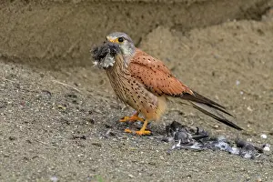 Swallow: Common Kestrel (Falco tinnunculus) male, eating