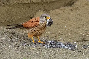 Swallow: Common Kestrel (Falco tinnunculus) male, eating