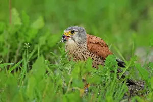 Swallow: Common Kestrel (Falco tinnunculus) male, eating