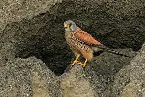 Swallow: Common Kestrel (Falco tinnunculus) male, trying