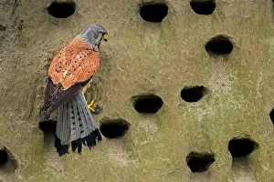 Swallow: Common Kestrel (Falco tinnunculus) male, trying