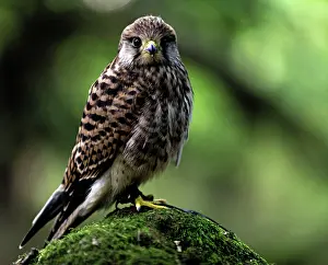 Renato Granieri: Common Kestrel juvenile on rock