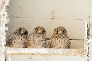 Kestrels: Three Common kestrels (Falco tinnunculus), young