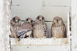 Diurnal: Four Common kestrels (Falco tinnunculus), young