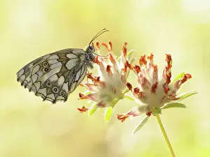 Vulneraria: Common Kidneyvetch