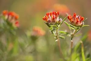 Vulneraria: Common Kidneyvetch