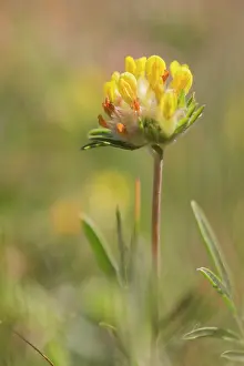 Vulneraria: Common Kidneyvetch