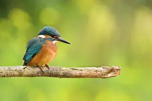 Langakkers: Common Kingfisher