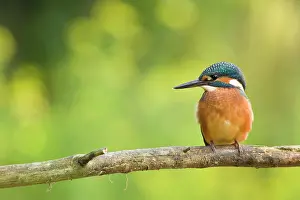Langakkers: Common Kingfisher
