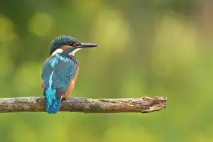 Langakkers: Common Kingfisher