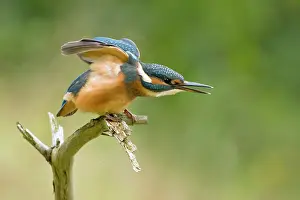 Screaming: Common Kingfisher