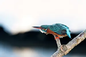 Oever: Common Kingfisher