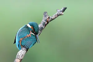 Oostvaardersplassen: Common Kingfisher