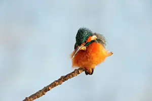 Oever: Common Kingfisher