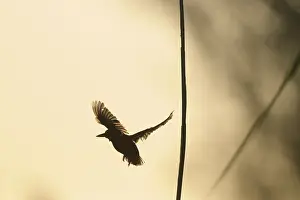 Kampen: Common Kingfisher
