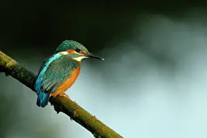 Kampen: Common Kingfisher