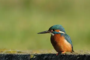 Concrete: Common Kingfisher