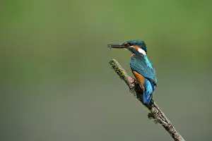 Prielenbos: Common Kingfisher