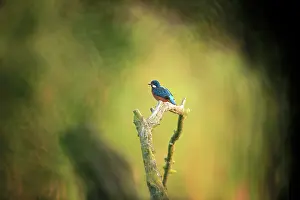 Brabants: Common Kingfisher