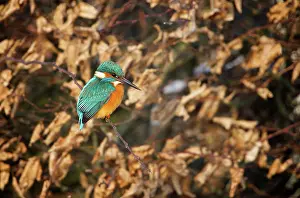 Lentevreugd: Common Kingfisher
