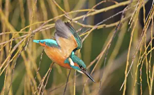 Lentevreugd: Common Kingfisher