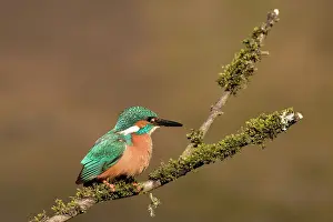 Worcestershire: Common Kingfisher