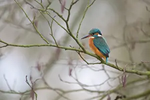 Alnus: Common Kingfisher