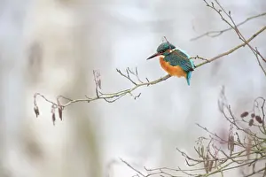 Alder: Common Kingfisher
